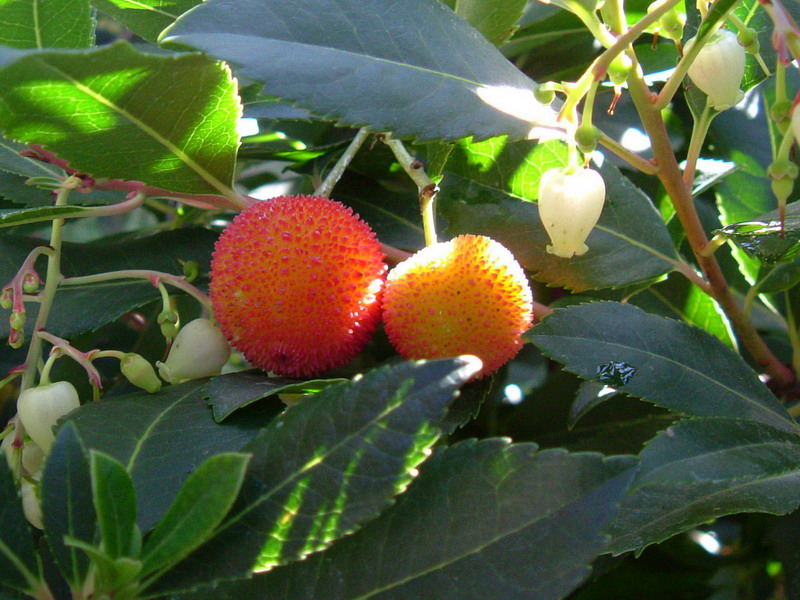 Arbutus unedo / Corbezzolo